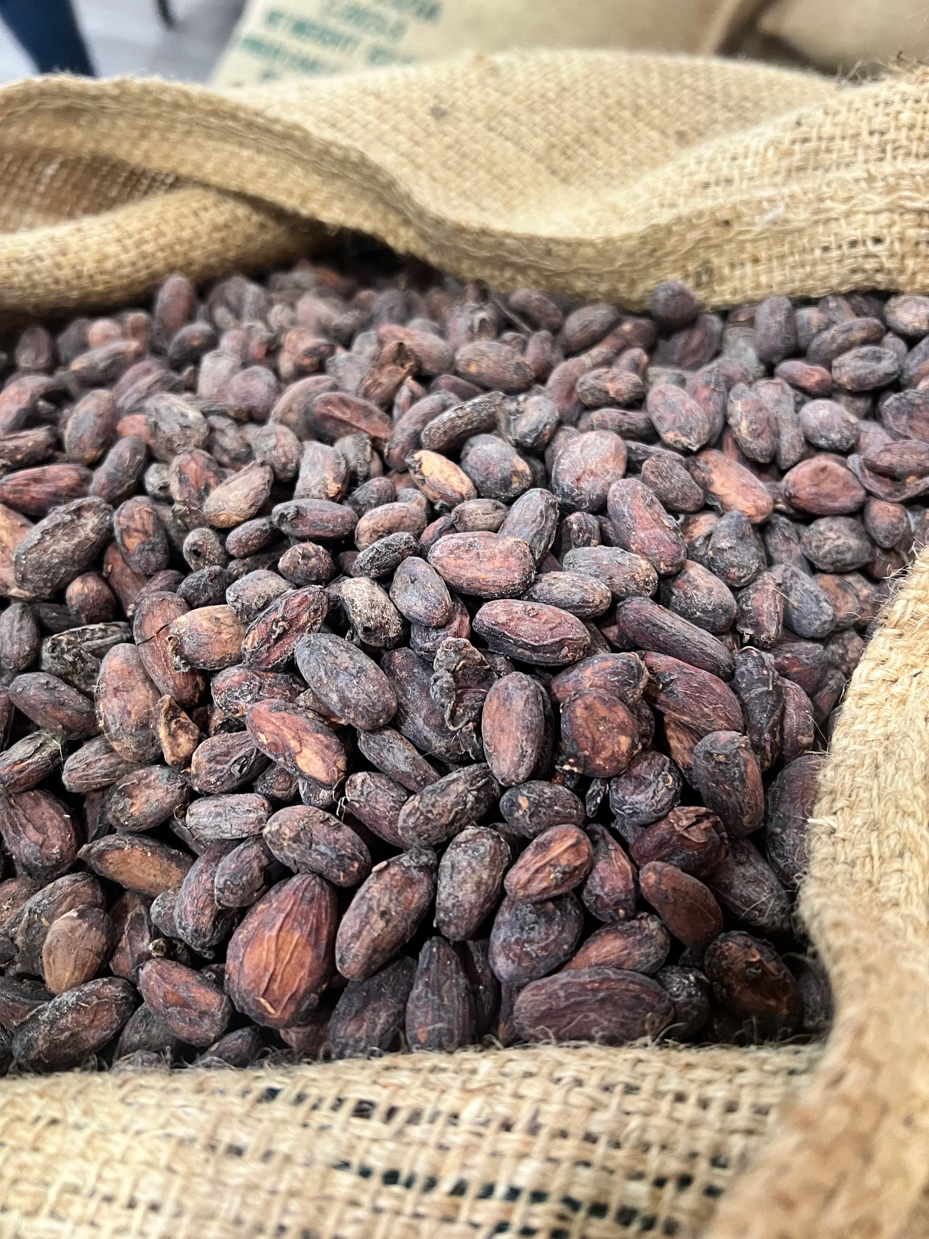 Selección del cacao