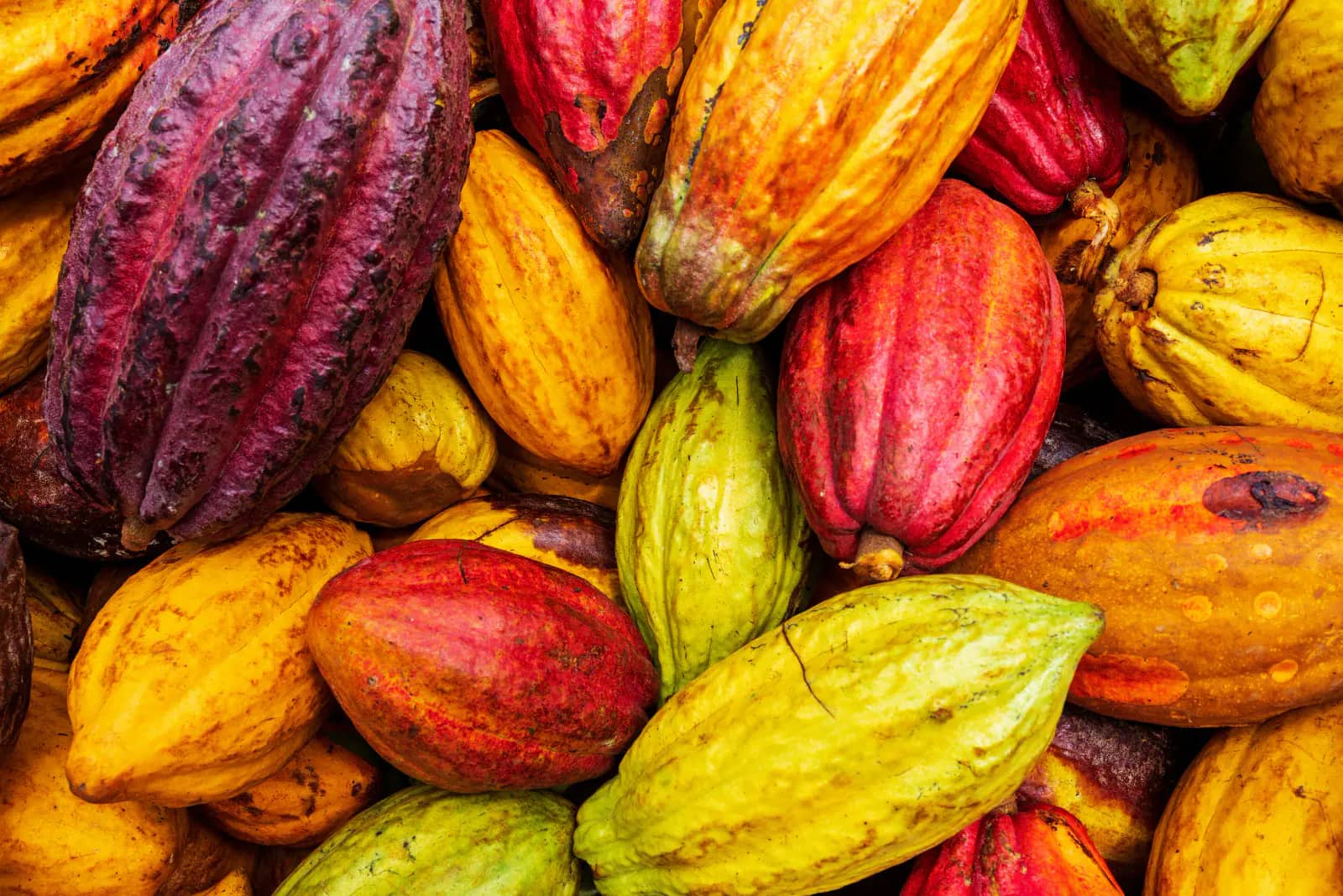 Más allá del cacao: los Theobromas y la verdadera diversidad de Theobroma cacao en Barcelona