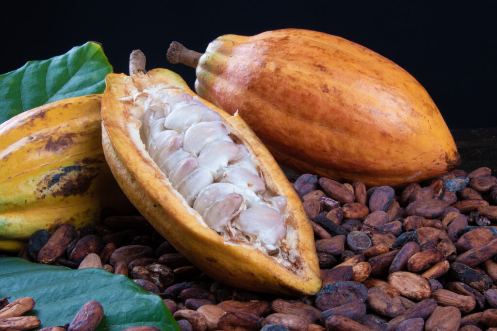 Cocoa fruit  